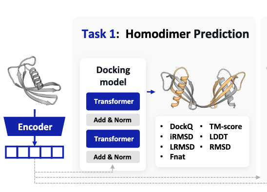 [P3] Atom-level Protein Representation Learning Improves Protein Structure Prediction thumbnail